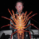 Illustration for article titled Biologist catches monster 70-year-old lobster in California